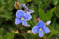 Veronica chamaedrys